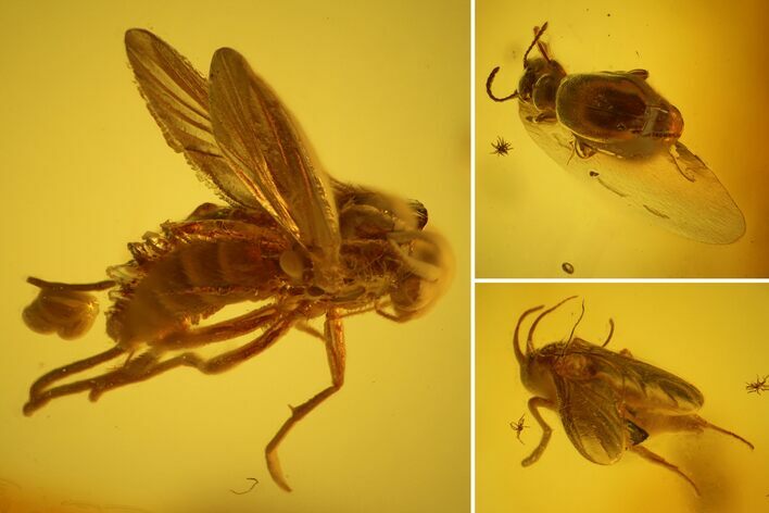 Fossil Beetle (Coleoptera) & Two Flies (Diptera) In Baltic Amber #128318